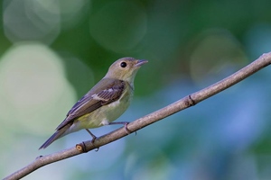 Намнаа (Гуулин намнаа)